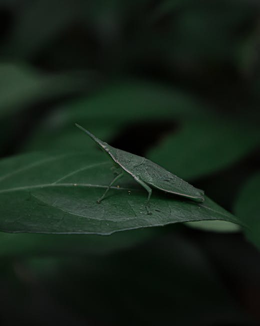 A close-up of a green leaf with a small green insect, resembling a katydid or grasshopper, resting on its surface. The leaf has a smooth texture with visible veins, and the insect's body is elongated