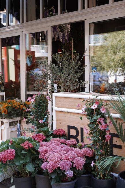 A vibrant display of fresh potted flowers and plants outside Dartmouth Park Hill NW5, arranged in black and white containers, including pink hydrangeas, orange marigolds, and various green foliage pla