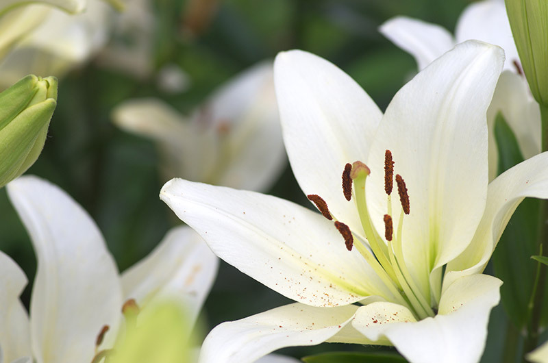 flowers