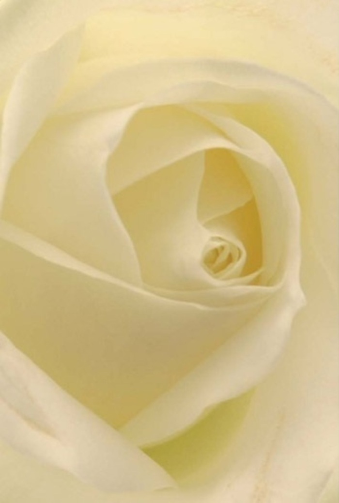 When you gaze closely at this classic white rose, so masterfully captured against the soft backdrop of a Dartmouth Park studio, the artistry of both nature and human hand reveals itself. Petals fold in layered spirals, each overlapping the next with flawless precision; shades of creamy ivory and pearl blend gently, illuminated by the natural North London light that pours in from Highgate Road. The bloom's heart, almost glowing from within, creates a sense of tranquility and subtle celebration-a whisper of something sacred and enduring. As a local florist, I see in this rose the perfect accompaniment for life's pivotal moments: a quiet declaration of love, a sincere statement of apology, or the centrepiece of an elegant wedding gathering in a nearby Dartmouth Park venue. The nearly perfect symmetry in the core accentuates its purity, while hints of shadow and silk-like texture invite contemplation. More than just a flower, it is a symbol-its fresh scent, soft as dew, conveying peace and resilience. Through every detail, from the finely etched edges to the perfectly fanned petals, the composition embodies the spirit of Dartmouth Park Florist: locally sourced, expertly arranged, and always tailored for meaning, whether celebrating joy or acknowledging sorrow.