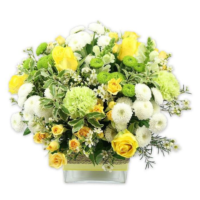 A strikingly fresh bouquet in lively yellow, green, and white tones is arranged in a low, square glass vase, set against a bright white background that makes every blossom vivid and clear. The design is lush and rounded, almost like a perfectly tended garden bed translated into a compact arrangement. At its heart, rich yellow roses open in layered spirals, their petals soft and velvety, accompanied by petite yellow spray roses that cluster around them, creating a sense of depth and gentle movement. Between these sunlit blooms, white pompom chrysanthemums sit like little clouds, tightly petaled and spherical, bringing both structure and softness. Scattered through the bouquet are lime green button chrysanthemums, their small, globe-shaped flowers adding a pop of playful colour and a modern twist. Larger, frilly pale-green flowers-reminiscent of ruffled green carnations or specialty mums-soften the transitions between the yellows and whites, lending an airy, springlike feel. The whole arrangement is cradled in an abundance of greenery: some leaves are broad and variegated, edged in creamy white, while others are slender, darker, and more feathery, giving a layered, natural look. Fine white filler flowers, like tiny stars, weave delicately among the larger heads, enhancing the bouquet's intricacy without overwhelming it. The stems are clearly visible through the glass vase, which is cinched at the middle with a band of rustic, woven material and finished with a bright lime green ribbon that echoes the button mums. This carefully balanced design feels warm and joyful, the sort of arrangement you might have delivered to a townhouse near Dartmouth Park Hill for a birthday, a housewarming, or simply to bring a sense of vitality and renewal into a familiar North London home.